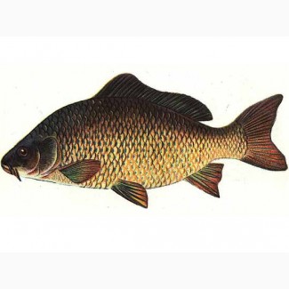 Комбікорм для риби К 111-3
