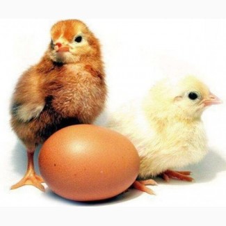 Оригінальні інкубаційні яйця курей Ломан