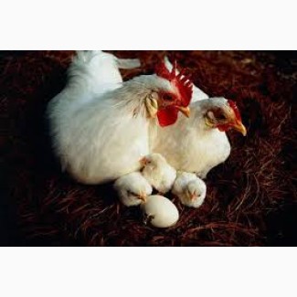 Предлагаем приобрести инкубационные яйца кур Ломан Вайт и Ломан Браун