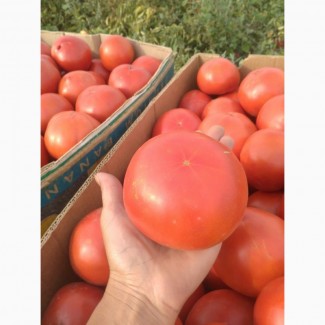 Продам томаты сорт Пьетра Росса и Супернова с поля