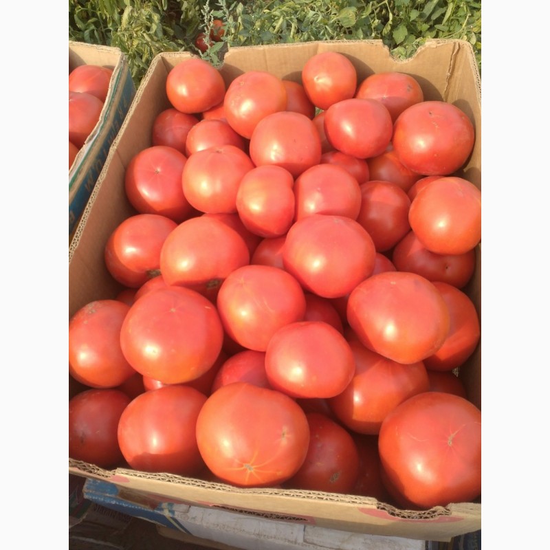 Фото 2. Продам томаты сорт Пьетра Росса и Супернова с поля