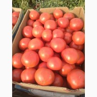 Продам томаты сорт Пьетра Росса и Супернова с поля