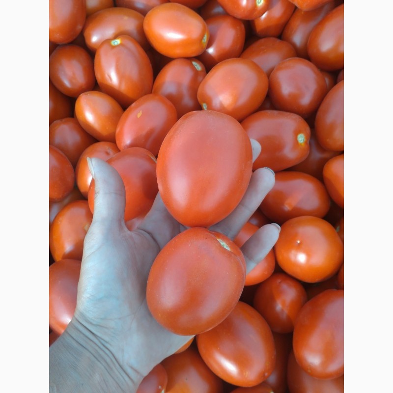 Фото 3. Продам томаты сорт Пьетра Росса и Супернова с поля