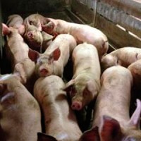 Продам свиней выкормленных без химии