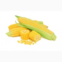 Закупка Кукурузы большими обьемами на постоянной основе