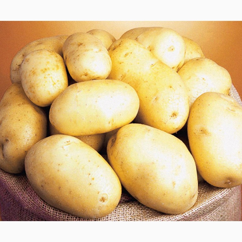 Куплю картофель в срочном порядке много, Мена, Картофель (картошка) — APKUA