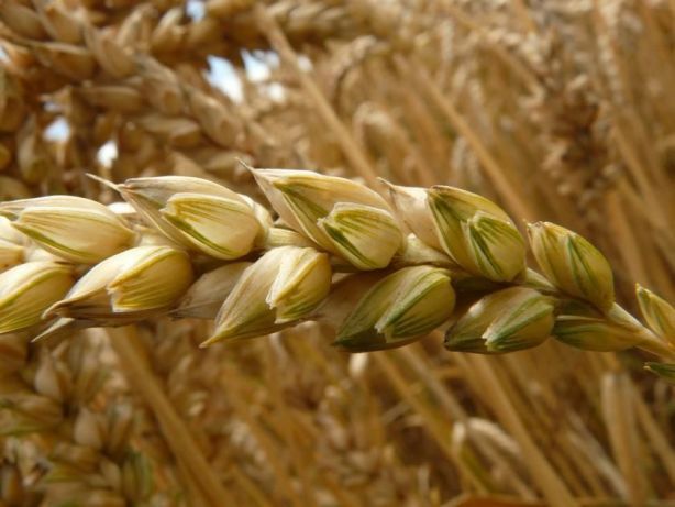 Фото 3. Насіння твердої пшениці, семена твердой пшеницы трансгенный сорт двуручки denton