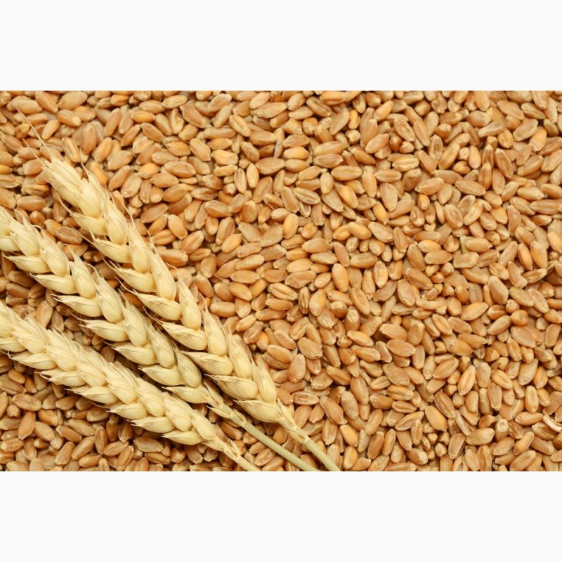 Фото 5. Насіння твердої пшениці, семена твердой пшеницы трансгенный сорт двуручки denton