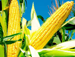 Фото 3. Закупівля кукурудзи. Великий гурт