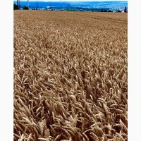 Озима пшениця Подолянка (еліта, урожай 2022 року)