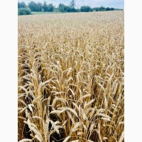 Озима пшениця Подолянка (еліта, урожай 2024 року)