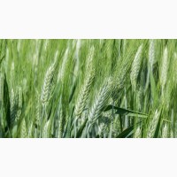 Новосмуглянка озима пшениця