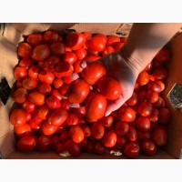Продам помидору Н 3402 ! плотная, мясистая, любая форма оплаты!самовывоз