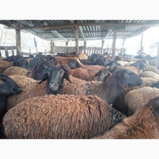 Продам баранов маток ярок гиссарской породы