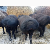 Продам баранов маток ярок гиссарской породы