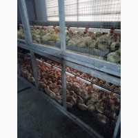 Продам добових курчат: бройлерів, Іспанка, Редбро, Мастер