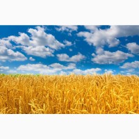 Новый урожай 2021 года. Куплю пшеницу