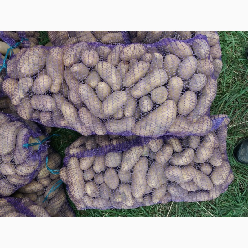Фото 2. Ф/ГАгро-Україна розпочало реалізацію картоплі вирощеної на власній землі