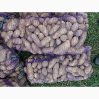 Ф/ГАгро-Україна розпочало реалізацію картоплі вирощеної на власній землі