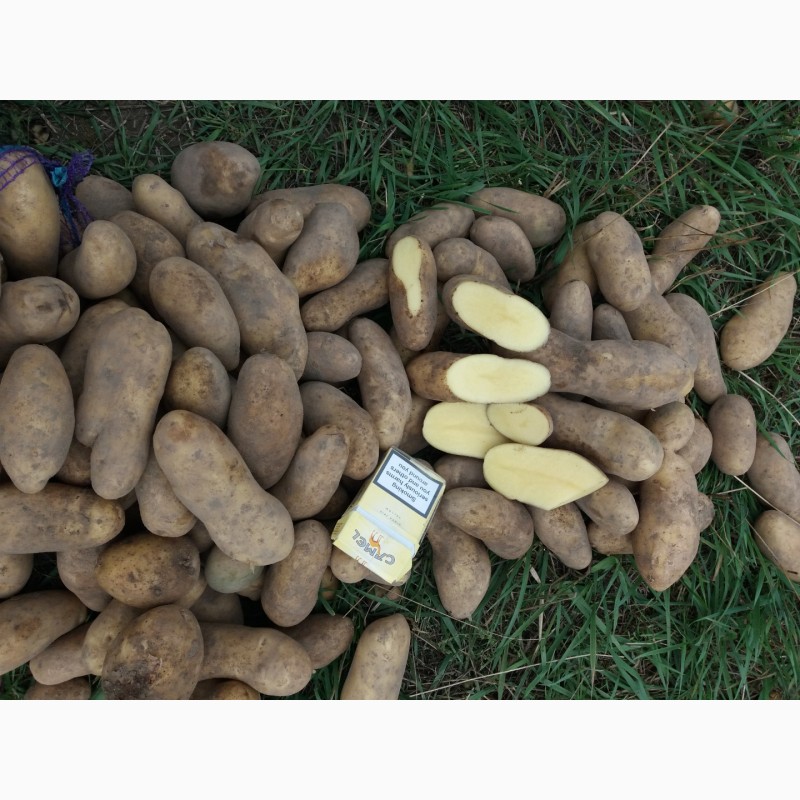 Фото 3. Ф/ГАгро-Україна розпочало реалізацію картоплі вирощеної на власній землі
