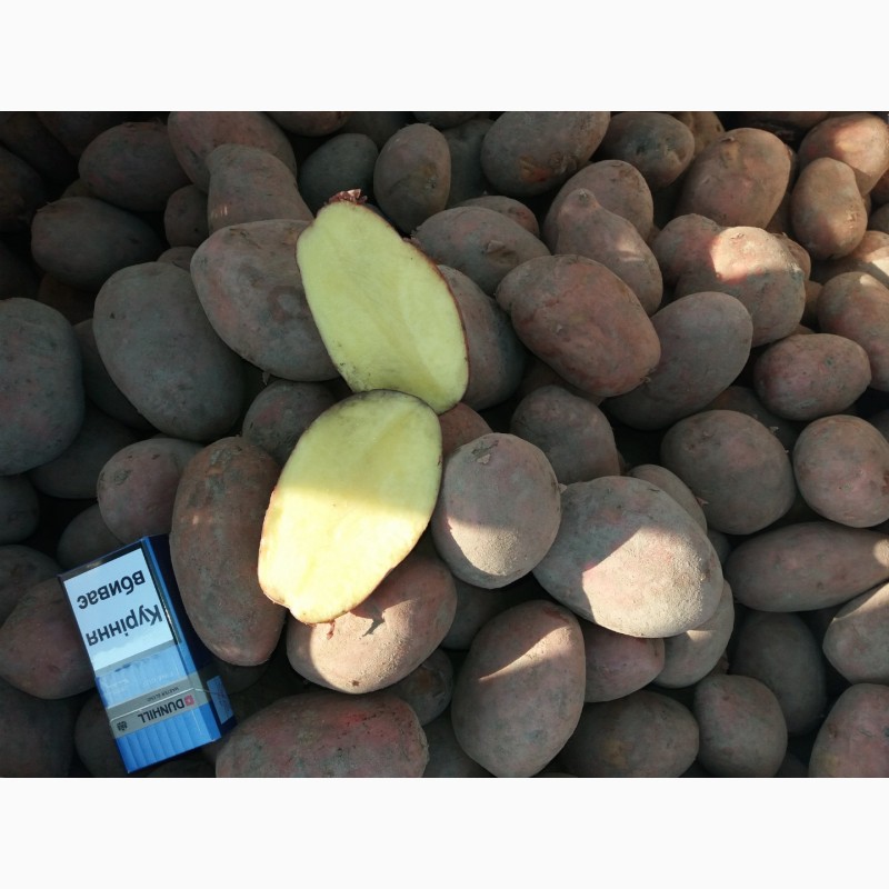 Фото 4. Ф/ГАгро-Україна розпочало реалізацію картоплі вирощеної на власній землі