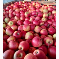 Продам яблоки высшего сорта от 4грн