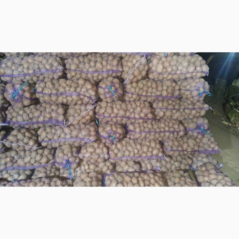 Продам бюджетну картоплю ручної переборки: сорт біла росса