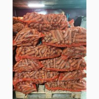 Продаємо опт моркву, не мита, нал/безнал(без ПДВ), 6 тонн