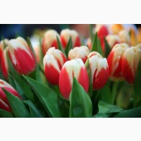 Тюльпаны Голландия оптом к 8 Марта