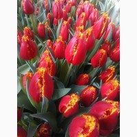 Тюльпаны Голландия оптом к 8 Марта