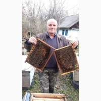 Продам бджолопакети, 2023 рік, карпатка