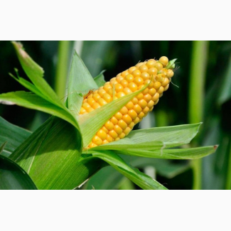 Продам кукурудзу, соняшник, пшеницю 4 клас, з доставкой по Європі