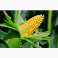 Продам кукурудзу, соняшник, пшеницю 4 клас, з доставкой по Європі