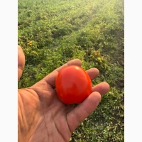 Асвон помідор круглий продам