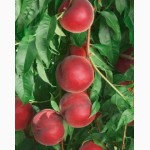 НОВЫЕ сорта саженцев персиков и нектаринов (США) от производителя