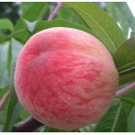 НОВЫЕ сорта саженцев персиков и нектаринов (США) от производителя