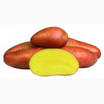 Продається картопля Ред Фентезі, вигідні умови