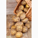 Посевной картофель Мрия по доступной цене, опт от 10 тонн