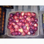 Продам Яблука всех сортов ОПТОМ