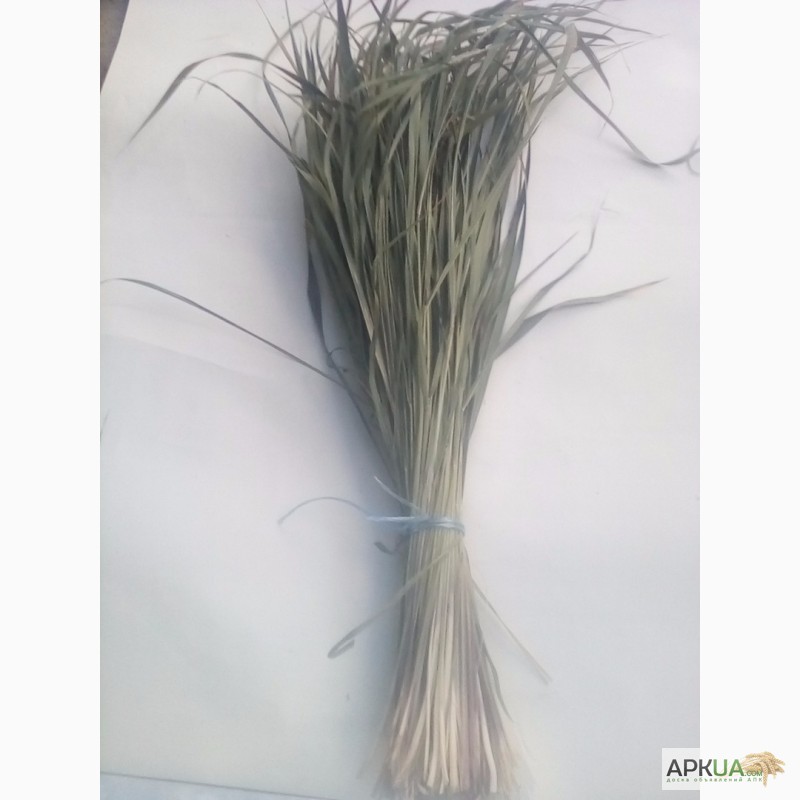 Зубровка трава для самогона фото