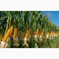 Продам насіння кукурудзи Монблан (гібрид)