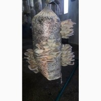 Грибные блоки вешенки (свежайшие грибы через 10 дней)