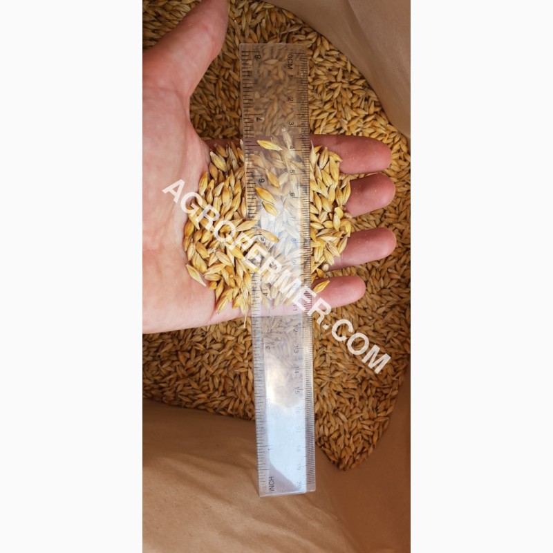 Фото 17. Семена ячменя ADDISON ярый трансгенный канадский сорт