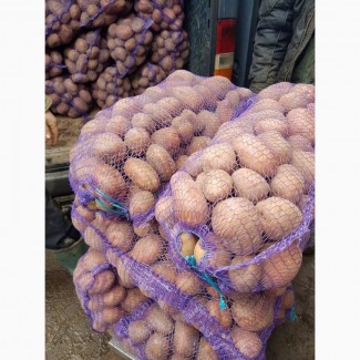 Продам картофель оптом по всей Украине, все сорта, лучшее качество
