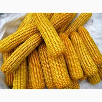 Продам кукурудзу Переяславський 230 СВ