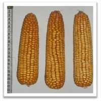 Продам кукурудзу Переяславський 230 СВ