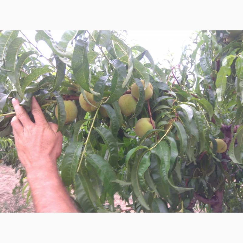 Фото 3. ОПТ.Мелкий ОПТ.Предлагаем персик с собственных садов.Цена договорная
