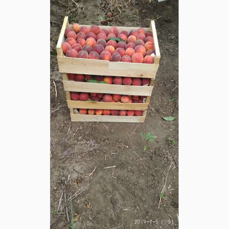Фото 4. ОПТ.Мелкий ОПТ.Предлагаем персик с собственных садов.Цена договорная