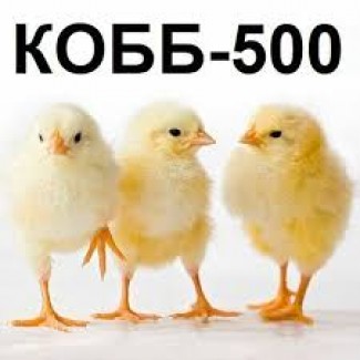Яйца инкубационные КОББ500 от элитного стада, миражированные