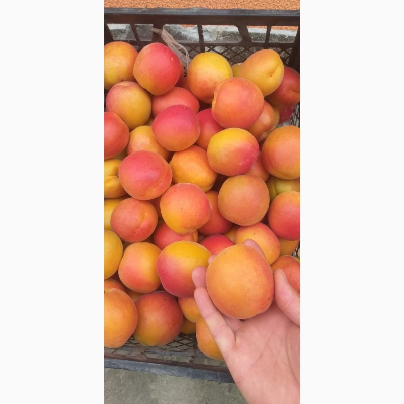 Фото 7. Продам саджанці абрикоси на підщепі алича з власного розсадника. Доставка НП. ОПТ
